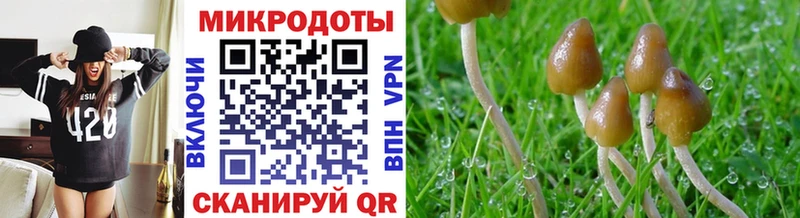 Псилоцибиновые грибы Cubensis  Артёмовск 